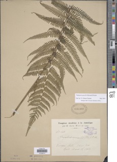 Amauropelta gracilis image