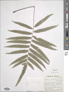Diplazium pallidum var. montanum image