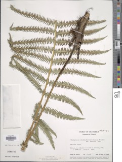 Amauropelta cheilanthoides image