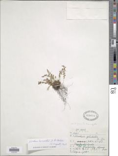 Woodsia hancockii image
