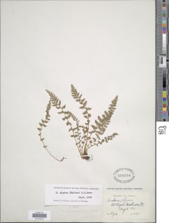 Woodsia x gracilis image