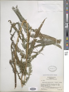 Amauropelta resinifera image