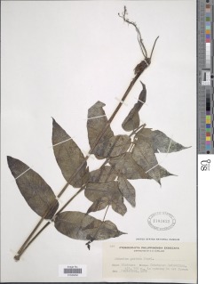 Diplazium cordifolium image