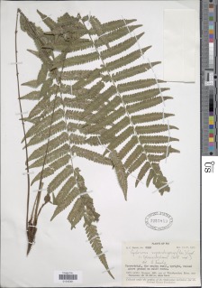 Sphaerostephanos heterocarpus image