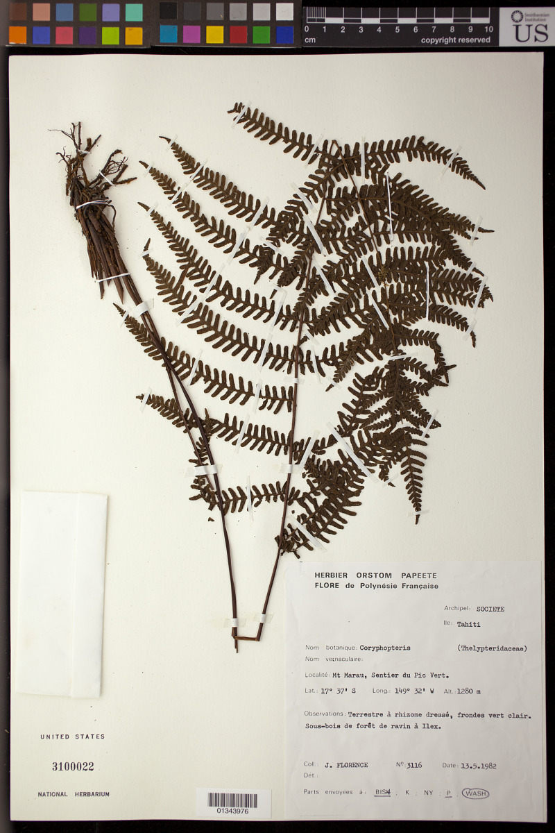Coryphopteris image