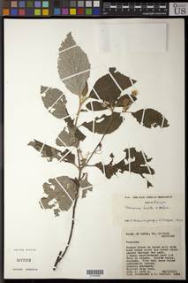 Image of Vernonia holstii