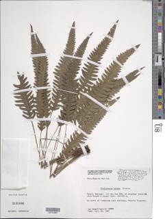 Goniopteris hildae image