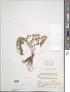 Woodsia rosthorniana image