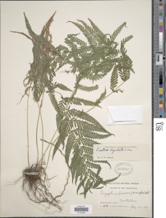 Pneumatopteris ligulata image