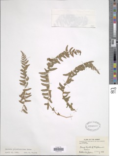 Woodsia polystichoides image