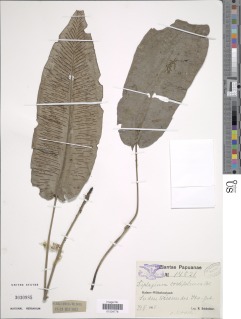 Diplazium cordifolium image