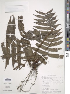 Goniopteris paucijuga image