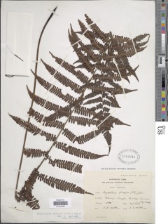 Coryphopteris viscosa image