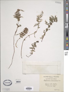 Asplenium aethiopicum subsp. aethiopicum image