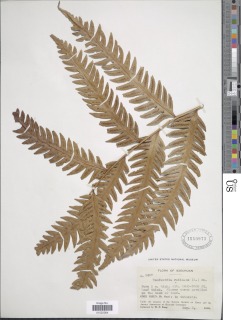Woodwardia japonica image