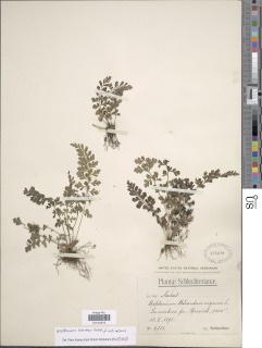 Asplenium laciniatum subsp. laciniatum image