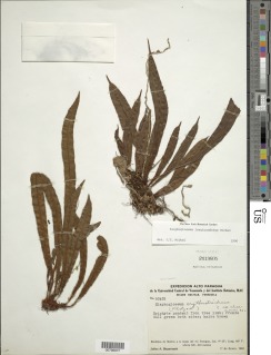 Elaphoglossum longicaudatum image