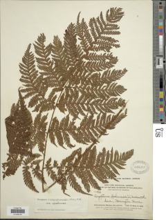 Ctenitis meridionalis image