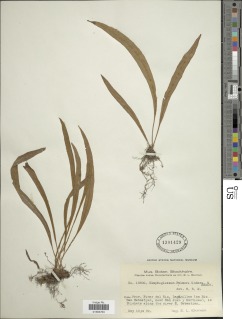 Elaphoglossum palmeri image