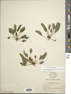 Image of Elaphoglossum pusillum