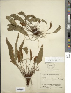 Elaphoglossum fournierianum image
