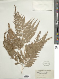 Olfersia macrostegia image