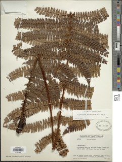 Polystichum erythrosorum image