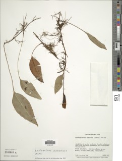 Elaphoglossum mitorrhizum image