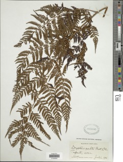 Lastreopsis squamifera image