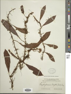 Elaphoglossum wrightii image