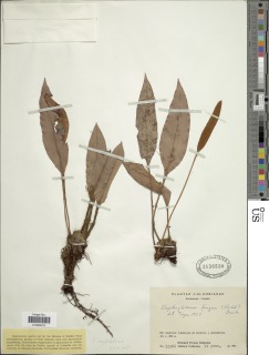 Elaphoglossum aphlebium image