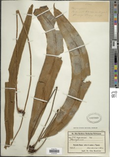 Elaphoglossum orbignyanum image
