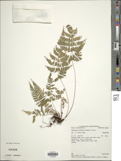Parapolystichum acuminatum image