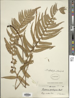 Polystichum xiphophyllum image
