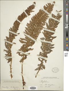 Polystichum mohrioides image