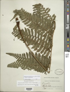Megalastrum gilbertii image