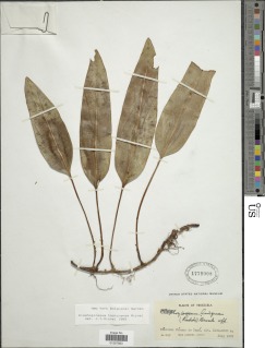 Elaphoglossum tachirense image