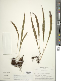 Elaphoglossum glabellum image
