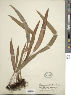 Elaphoglossum tectum image
