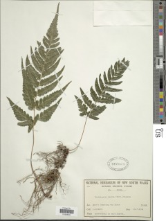 Parapolystichum munitum image