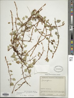 Elaphoglossum deltoideum image