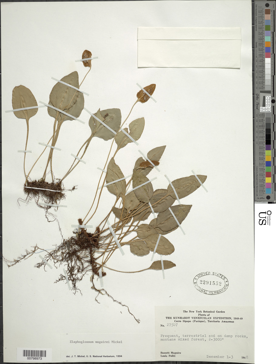 Elaphoglossum maguirei image
