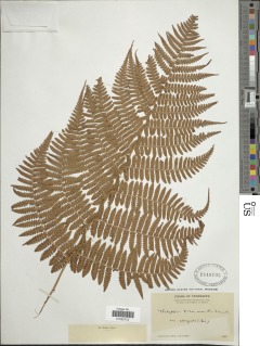 Dryopteris oligodonta image