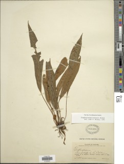 Elaphoglossum brenesii image