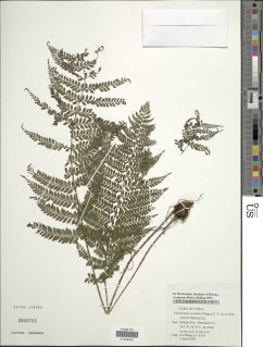 Image of Polystichum excelsius