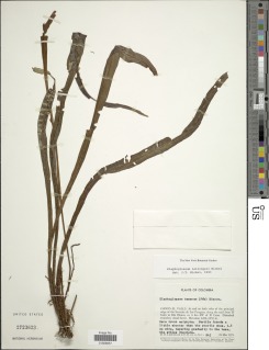 Image of Elaphoglossum lellingeri