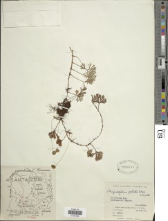 Elaphoglossum peltatum image
