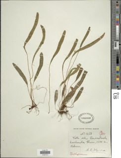 Elaphoglossum mathewsii image