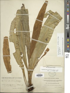 Image of Elaphoglossum latifolium