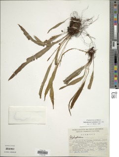 Elaphoglossum petiolatum image